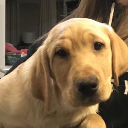 Labrador Retriever Puppies from Sycamore Kennels