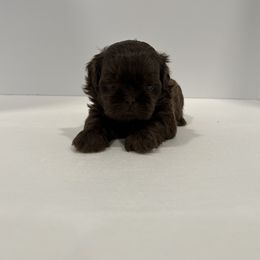 Shih Tzu Puppies from Moore Shih Tzus