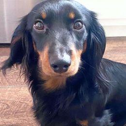 Dachshunds from Dixon Dachshunds