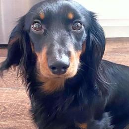 Dachshunds from Dixon Dachshunds