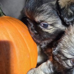 Tibetan Spaniel puppies from Teri Paris