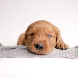 Junior - Dark golden male Golden Retriever puppy in Buhl, Idaho from Atkinson's Goldens