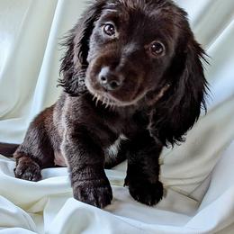 Dachshund Puppies from Valhallah Farms