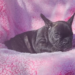 Girl 5 - French Bulldog puppy in Monterey, Louisiana from McaysKennels