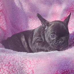 Girl 5 - French Bulldog puppy in Monterey, Louisiana from McaysKennels