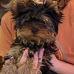 Yorkshire Terrier Puppies from DeRieux Yorkies