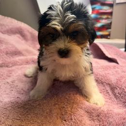Conner - Black & tan tri-color male Morkie puppy in Florence, Kentucky from 4paws4ever by Design