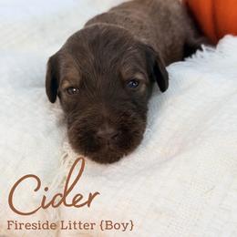 Cider - Chocolate male Goldendoodle puppy in Livermore, Colorado from Heritage Hills Family Doodles