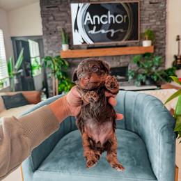 L Y N X- teddy bear - Yorkiepoo girl - Chocolate female Yorkipoo puppy in Pleasant View, Utah from Anchor Dogs