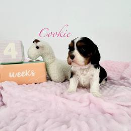 AKC Cookie - Tri-color female Cavalier King Charles Spaniel puppy in Louisville, Kentucky from Ali-Mae Cavaliers