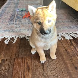 Shiba Inu Puppies from Mountain Air Shibas