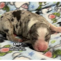 Andy - Blue merle male Australian Shepherd puppy in Bethany, Connecticut from Wynter Thyme Manor Australian shepherds