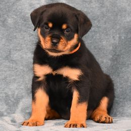 Dinah - Black and mahogany female Rottweiler puppy in Catawissa, Pennsylvania from Sharp Ridge Rottweilers