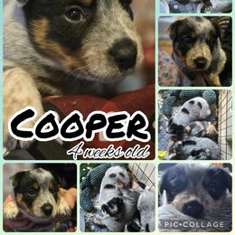 Cooper - Blue male Australian Cattle Dog puppy in Fife Lake, Michigan from Kurczak Farm LLC