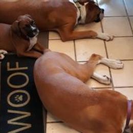 Boxers from RCT Boxers