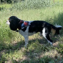 Opey - Cavalier King Charles Spaniel