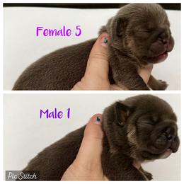 Boy 1 - Blue tri-color male Bulldog puppy in Zionsville, Indiana from Midwest Bulldogs