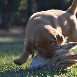Golden Retriever Puppies from Earley Goldens