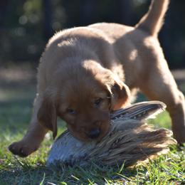 Golden Retriever Puppies from Earley Goldens