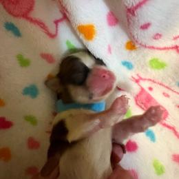 Capri - Brindle male Shih Tzu puppy in Temple, Pennsylvania from Kathy Diego's Shih Tzus