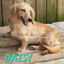 Daisy - Dachshund