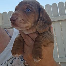 TIC - Dapple male Dachshund puppy in El Paso, Texas from Mells Weenies