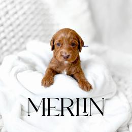 Merlin - Red  male Goldendoodle puppy in Springville, Utah from Happy Doodle