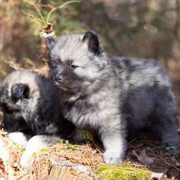 Pomsky Puppies from New World Pomskies