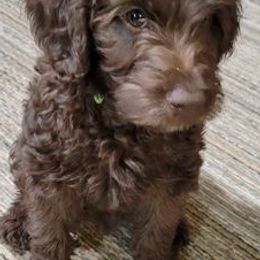 Labradoodles from Kneesbutte Doodles
