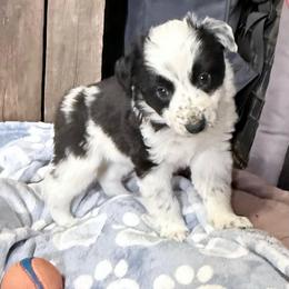 Knox - Black and white male Border Collie puppy in Guffey, Colorado from Sunset Ridge