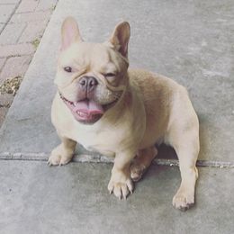 French Bulldogs from Rose Gold Companions