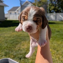 Beagle Puppies from Desert Sage Beagles