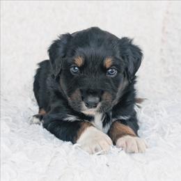Boy 1 - Black tri-color male Australian Shepherd puppy in Yakima, Washington from Naches Heights Ranch