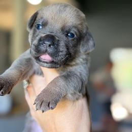 Girl 4 - Gray and fawn female Cane Corso puppy in Sandia, Texas from OneTime Cane Corso