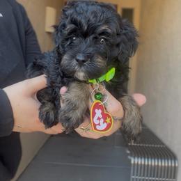 Otis (Mint) - Phantom male Bernedoodle puppy in Peoria, Arizona from Wroth's Paws