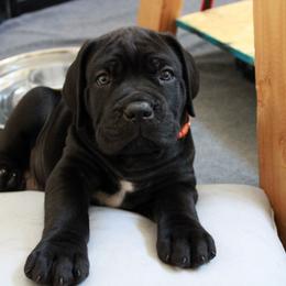 Cane Corso Puppies from Valentina Cane Corso