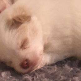 Pomeranian Puppies from Snow peak poms