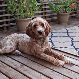 Cosette - Australian Labradoodle