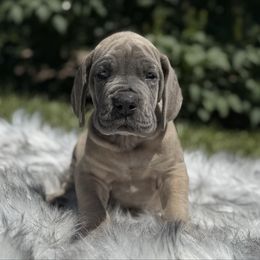 Stetson - Fawn male Great Dane puppy in Beulah, Michigan from Northwood Euro Danes and Bassets