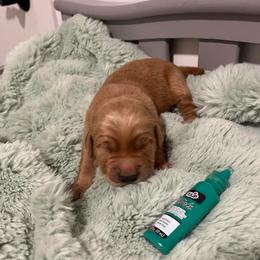 Green - Golden male Golden Retriever puppy in Lake City, Minnesota from Windcliff Goldens