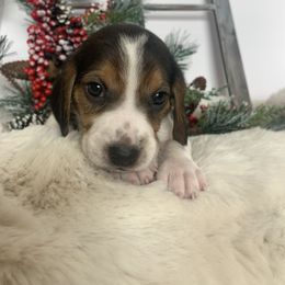 Beagle and Cavalier King Charles Spaniel Puppies from Beagles and Beyond, LLC