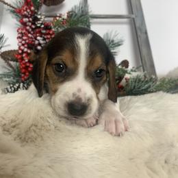 Beagle and Cavalier King Charles Spaniel Puppies from Beagles and Beyond, LLC