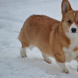 Rosy - Pembroke Welsh Corgi