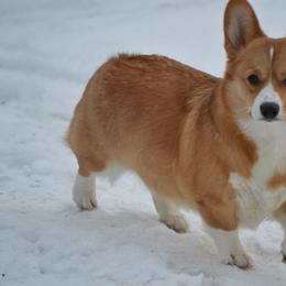 Rosy - Pembroke Welsh Corgi