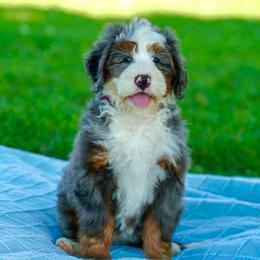 Marley (socialization program graduate) - Merle male Bernedoodle puppy in Dundee, Ohio from Down Home Doodle