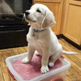 Golden Retriever Puppies from Danielle Kemper