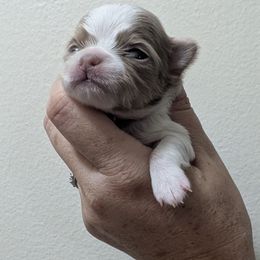 Eliza - Chocolate blue female Chihuahua puppy in Pocatello, Idaho from The Fifth Element Kennel