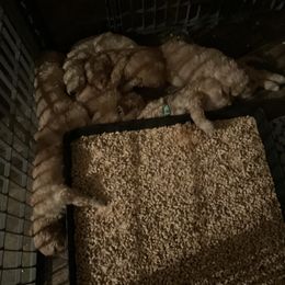 Sheepadoodle Puppies from Doodles of Central Arkansas