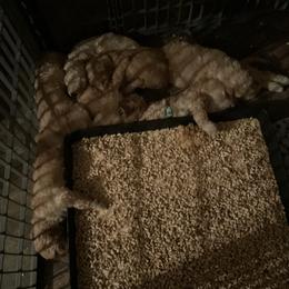 Sheepadoodle Puppies from Doodles of Central Arkansas