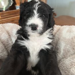 Bernedoodle Puppies from Beckett’s Bernedoodles
